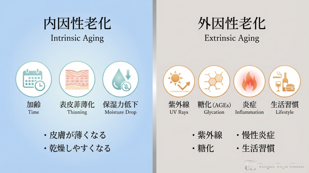 Tenjin Toya CliniC_皮膚科・美容皮膚科_内因性vs外因性老化比較図