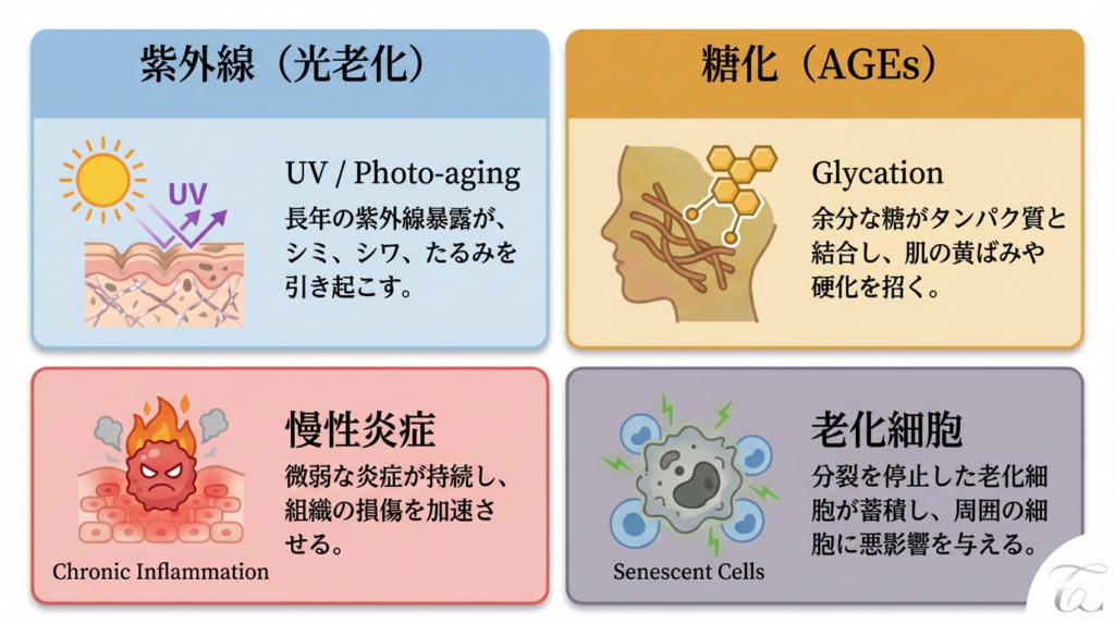 Tenjin Toya CliniC_皮膚科・美容皮膚科_皮膚老化4大原因まとめ図